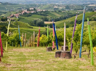 Vigna_Dei_Pastelli_Coazzolo-Langhe_e_Monferrato